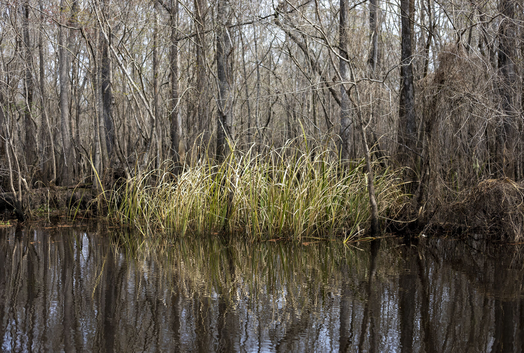 wild rice.jpg